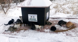Selçuklu Belediyesi soğukta sokak hayvanlarını unutmadı
