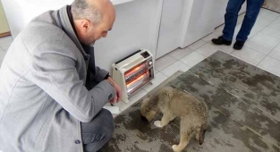 Sokakta kalan köpeğe esnaf sahip çıktı