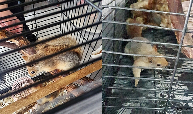 Kafeste sincap besleyen şahsa büyük ceza