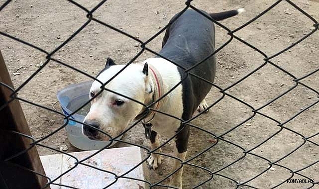 Pitbull besleyen şahsa ağır ceza