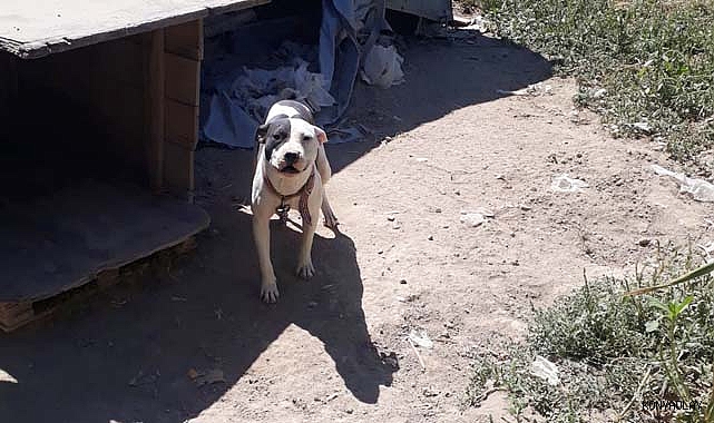 Pitbull yasağını çiğneyen vatandaşa 15 bin TL ceza
