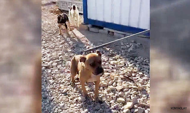 Köpeği bırakıp kaçan şahsa ceza büyük ceza