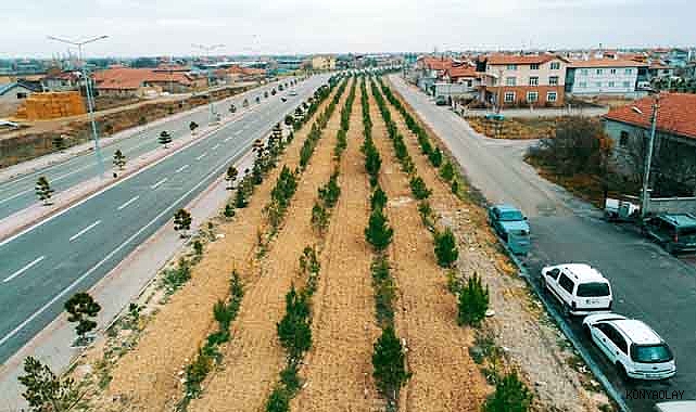 Artık Meramlıların da dikili bir ağacı var