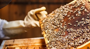 Selçuklu Belediyesi'nden arılı kovan desteği