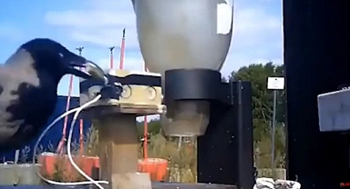 İzmaritleri kargalara toplatıyor