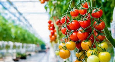 Jeotermal sera alanı için çalışmalar başlatıldı