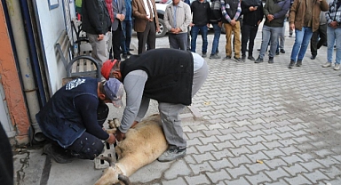 Yüz akı ile tamamlanan hizmetlere şükür kurbanı 