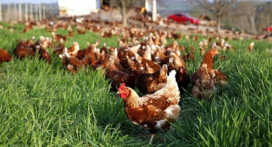 Tavuk eti üretimi arttı