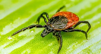 Kenenin ısırdığı çiftçi öldü