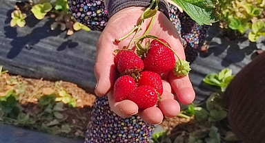 Tarımın başkenti Konya'da