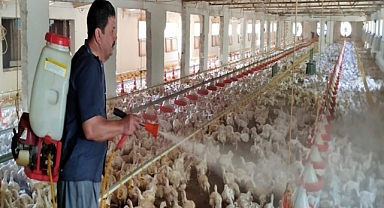 Aşırı sıcakta tavukları buzlu suyla serinletiyor