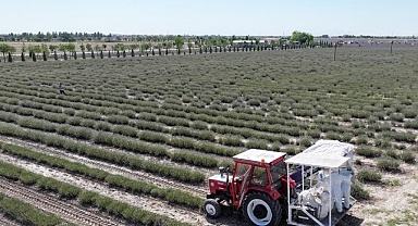 Türkiye'nin en büyük lavanta bahçelerinde hasat başladı