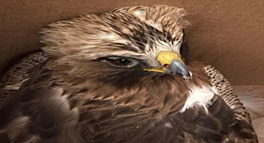 Yaralı olarak bulunan kızıl şahin tedaviye alındı