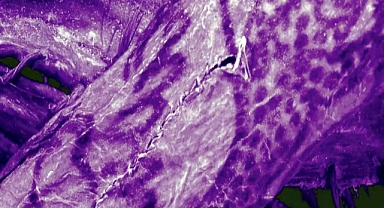2 bin 500 yıllık mumyada dövme olduğu ortaya çıktı
