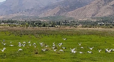 Afrika'dan yola çıkan leylekler Erzincan'da