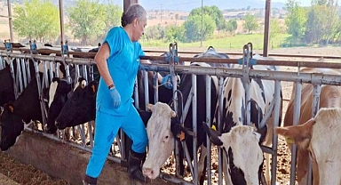 Aydın'da 'şap' karantinası