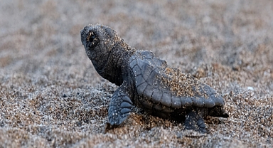 Bakan Kurum: 40 bin 285 yavru kaplumbağamızı denizle buluşturduk