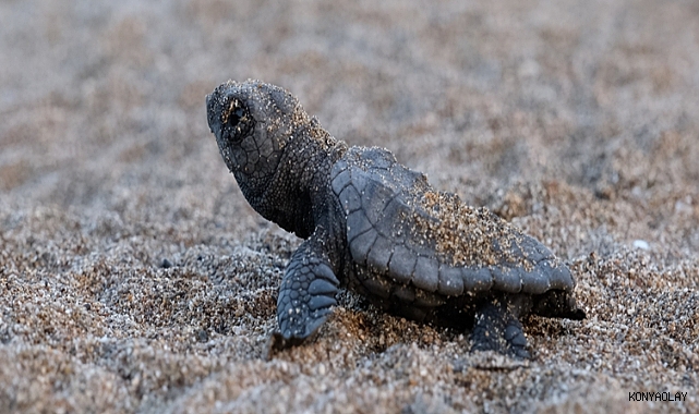 Bakan Kurum: 40 bin 285 yavru kaplumbağamızı denizle buluşturduk