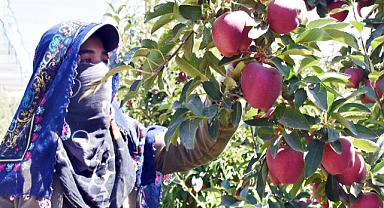 Elma rekoltesi yüzde 95 düştü
