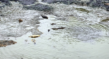 Gölet kurudu balıklar ölme noktasına geldi