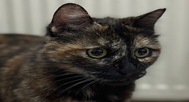 Kediyi işkence ederek öldüren şüpheli tutuklandı