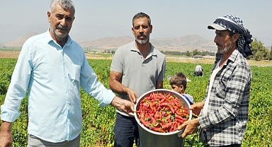 Kuraklığın vurduğu kırmızı biberde hasat başladı