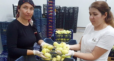 Mut beyazı incirinin, tanesi 20 TL'den ihraç ediliyor