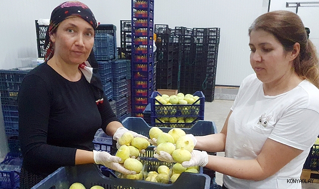 Mut beyazı incirinin, tanesi 20 TL'den ihraç ediliyor