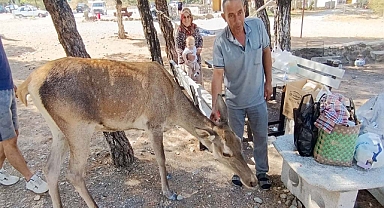 Piknikçilere 'kızıl geyik' sürprizi