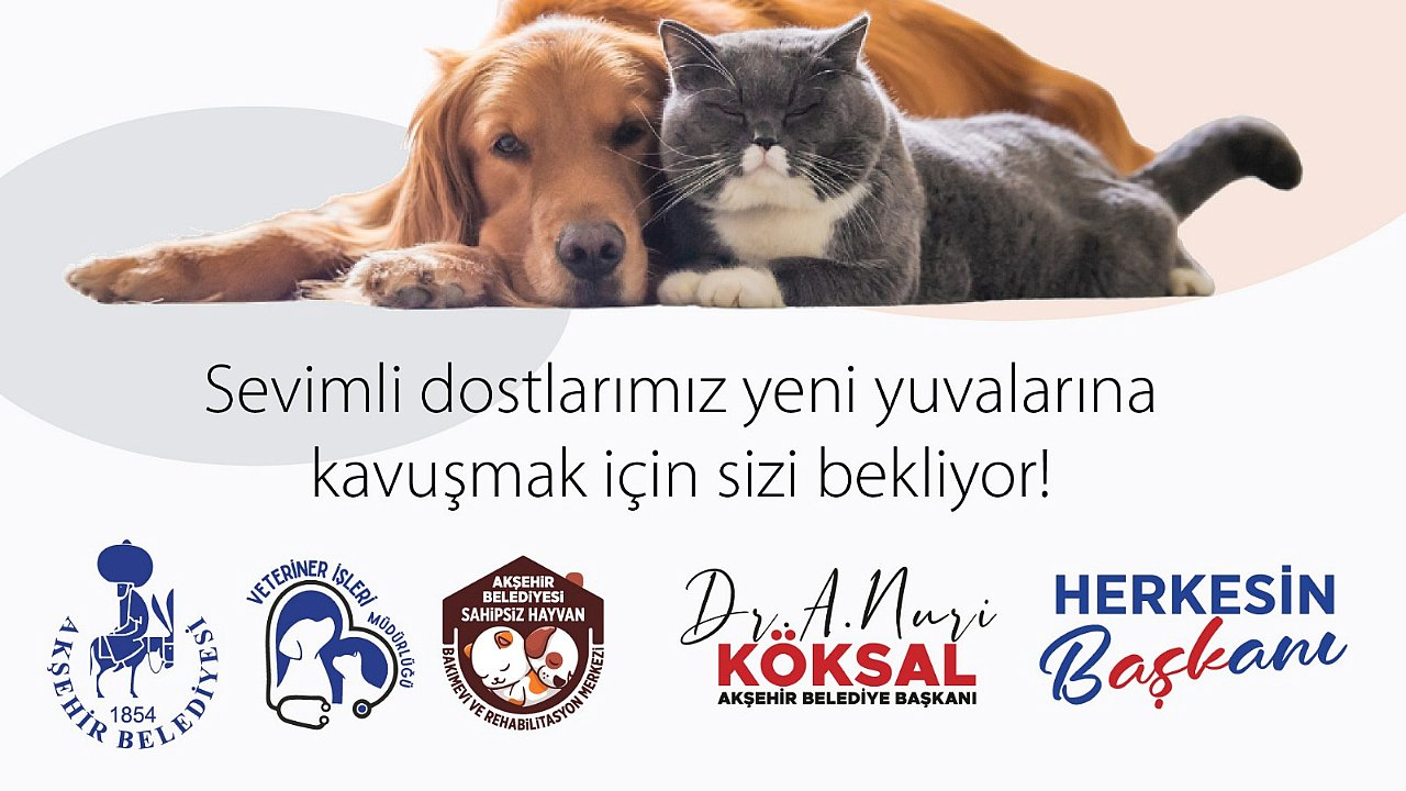 Sahipsiz hayvanlar İçin dijital çözüm