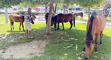 Yılkı atları kent merkezine indi