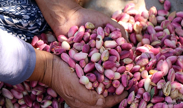 Don ve kuraklık fıstık rekoltesini düşürdü