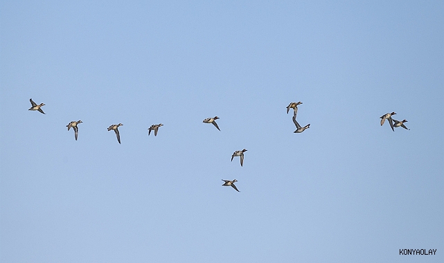 Yangınlar kuş göç yollarını olumsuz etkiledi