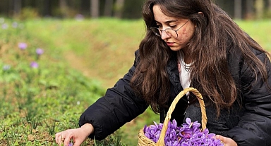 AB tescilli safranın hasadı sürüyor 