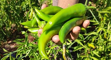 Acısıyla meşhur Kayaca biberi