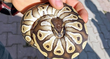 Cebinden yavru piton yılanı çıktı