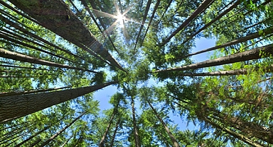 Dünyada 4,059 milyar hektar ormanlık alan bulunuyor