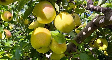 Elma hasadı yüz güldürüyor