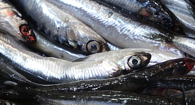 Hamsi bu sene bereketli