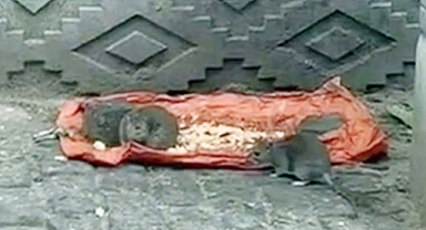 Hayrabolu'da sokakları fareler bastı