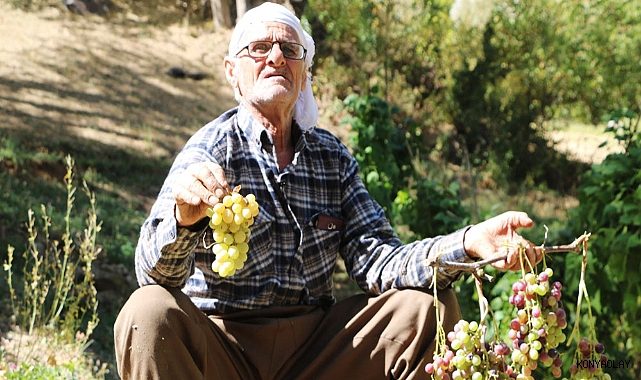 Kızakla tonlarca üzüm taşıyor