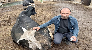 Şap hastalığı süt üretimini bitirdi