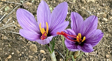 Soğuk hava dünyanın en pahalı baharatında erken çiçek açtırdı
