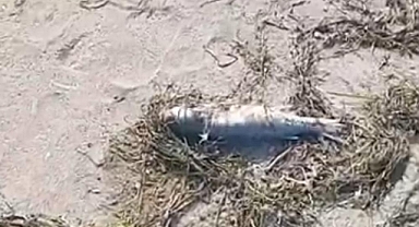 Şüpheli balık ölümleri kameraya yansıdı