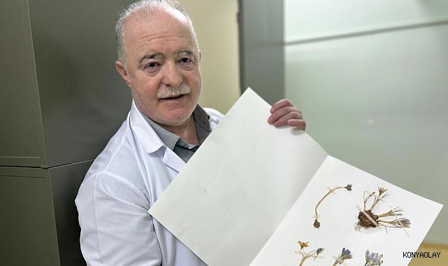 VANF Herbaryumu'nda safran koruma altında