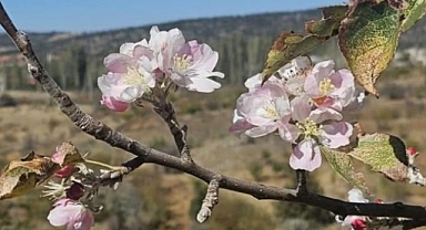 Yağış beklenirken Bozkır’da ağaçlar çiçek açtı