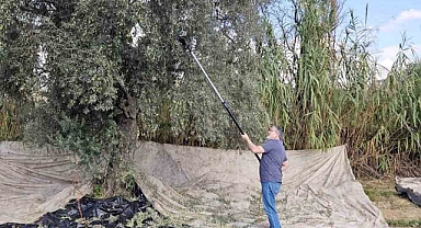 Yağışların ardından zeytin hasadı başladı