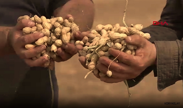 Yer fıstığı fiyatları düştü