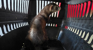 30 Bin Liraya satılmak istenilen yakalanan Gelincik Konya'ya getirildi