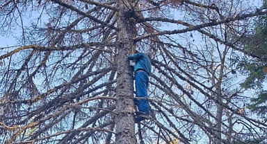 Ağaç Tepelerinde Riskli Mantar Avı